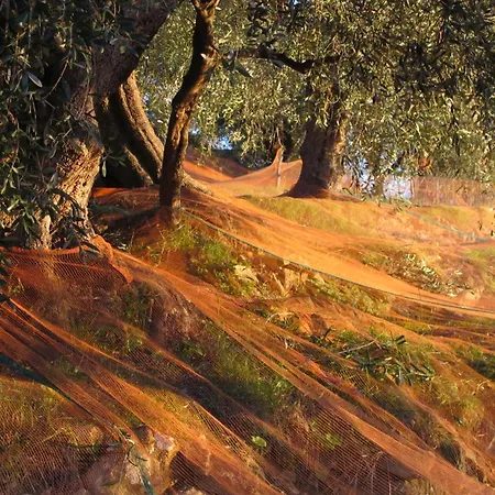 Ligurisches Rustico, Umgeben Von Olivenhainen Am Dorfrand *
