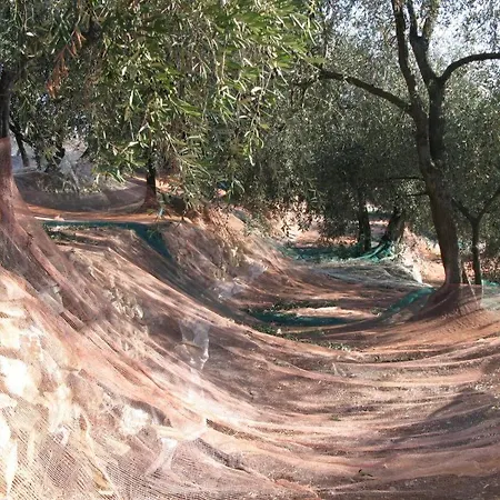 Tatil Evi Ligurisches Rustico, Umgeben Von Olivenhainen Am Dorfrand