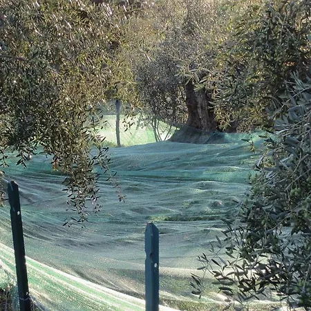 Ligurisches Rustico, Umgeben Von Olivenhainen Am Dorfrand