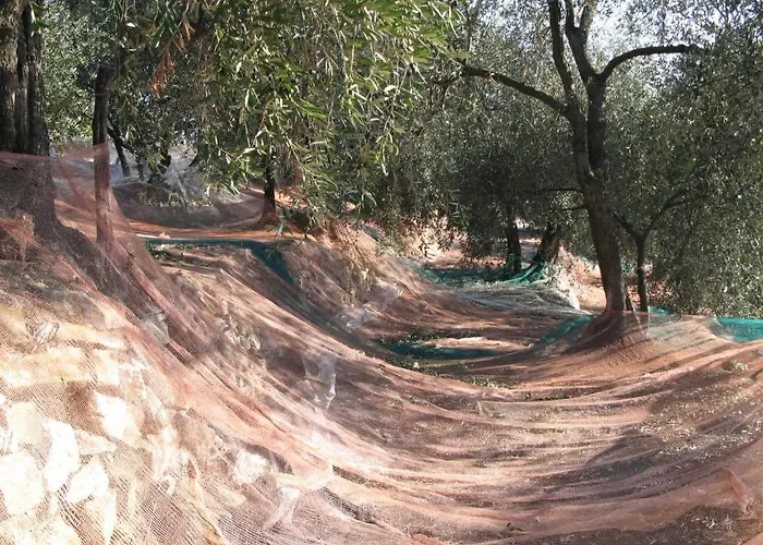 Feriehus Ligurisches Rustico, Umgeben Von Olivenhainen Am Dorfrand