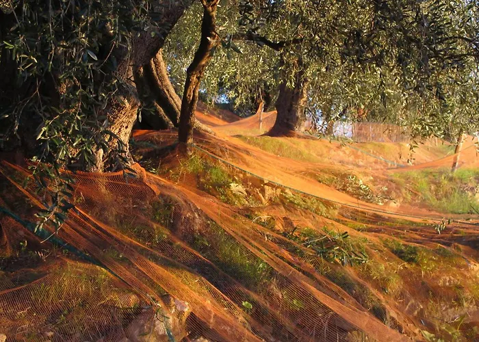 Ligurisches Rustico, Umgeben Von Olivenhainen Am Dorfrand *