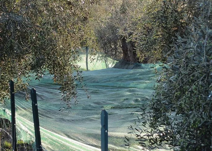 Ligurisches Rustico, Umgeben Von Olivenhainen Am Dorfrand